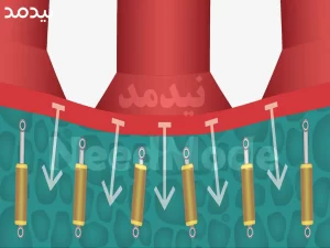اسفنج رویه ایلیوس